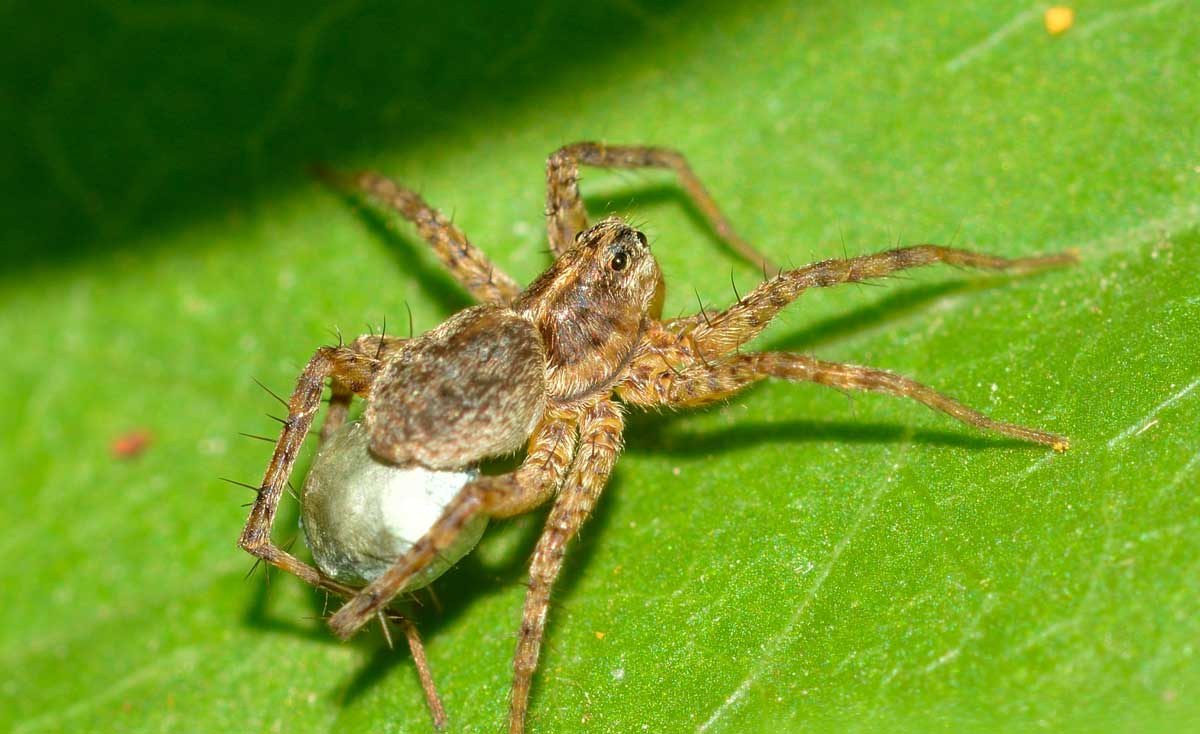 Pardosa sp. con ovisacco - Novara