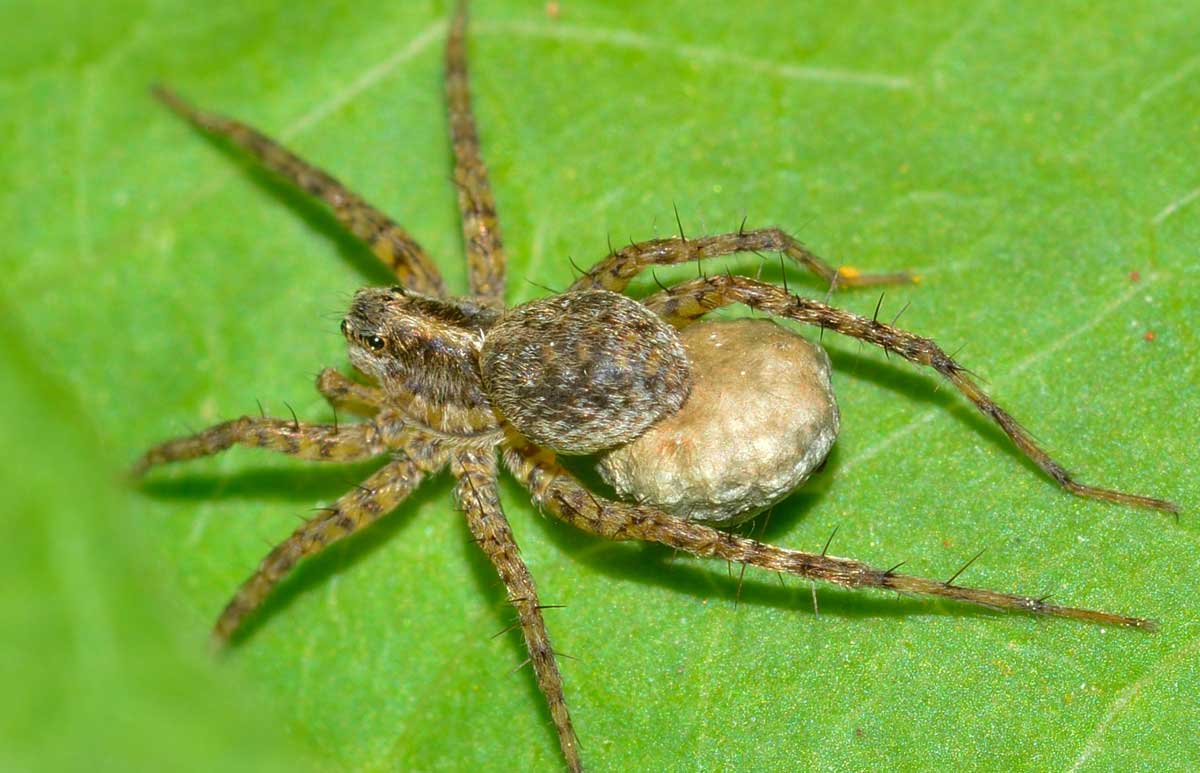 Pardosa sp. con ovisacco - Novara