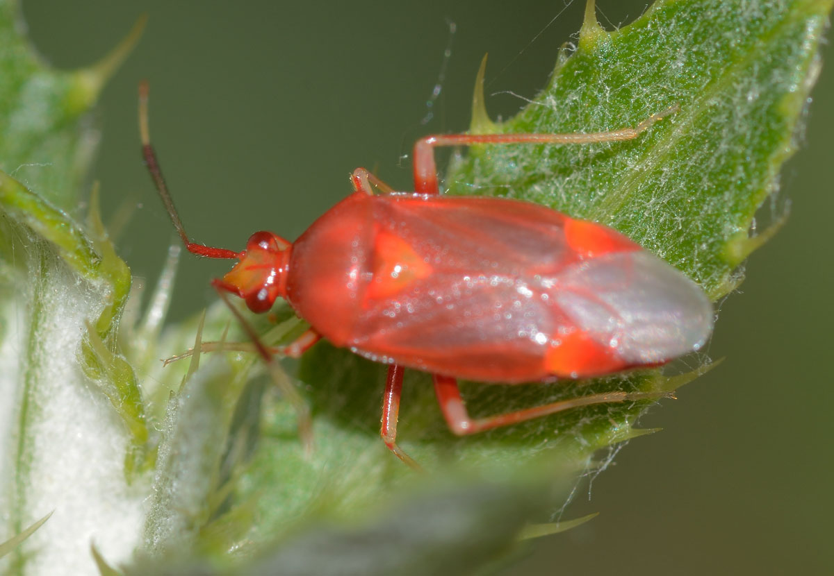 Miridae: Deraeocoris cf. ruber