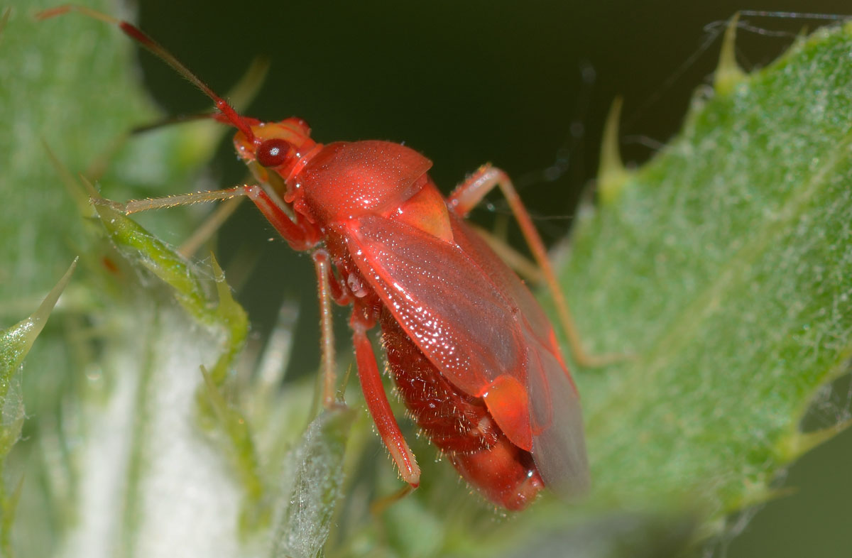 Miridae: Deraeocoris cf. ruber