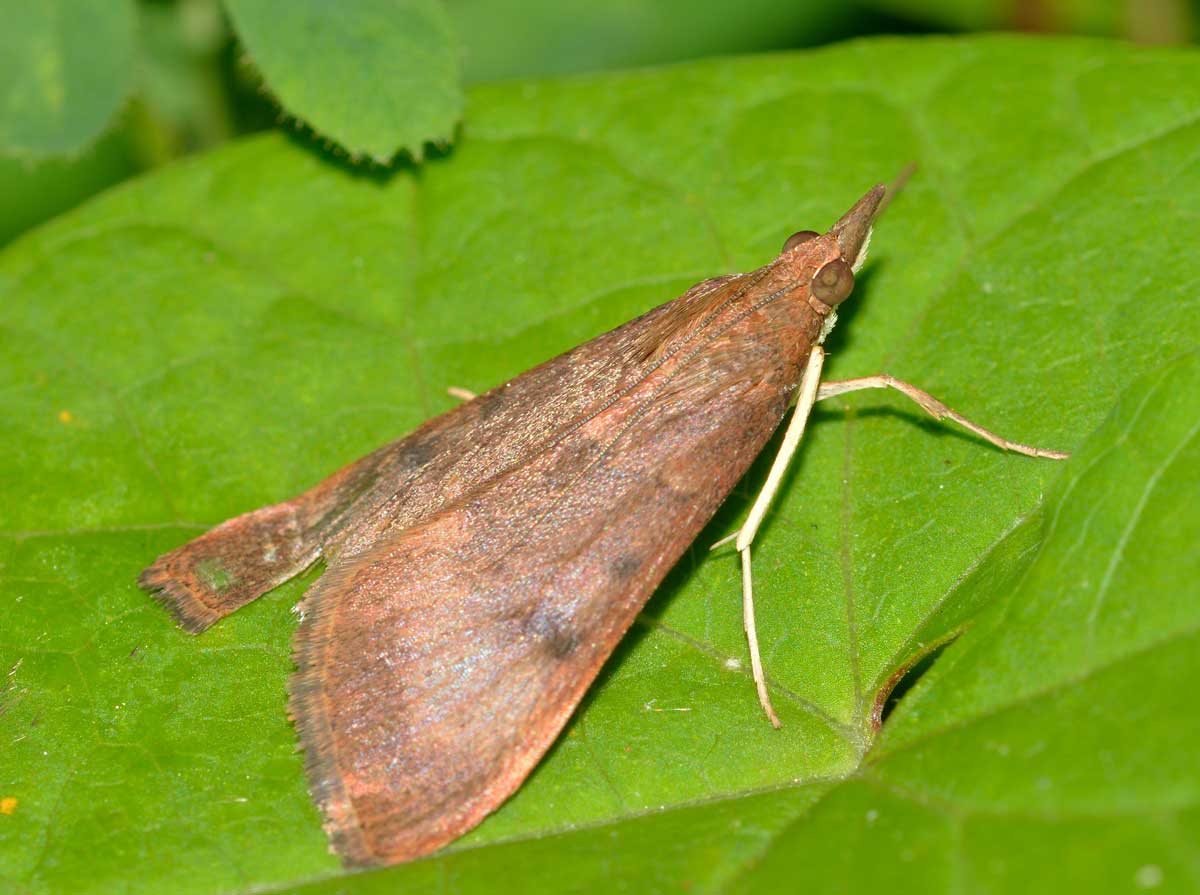 Uresiphita gilvata  Crambidae