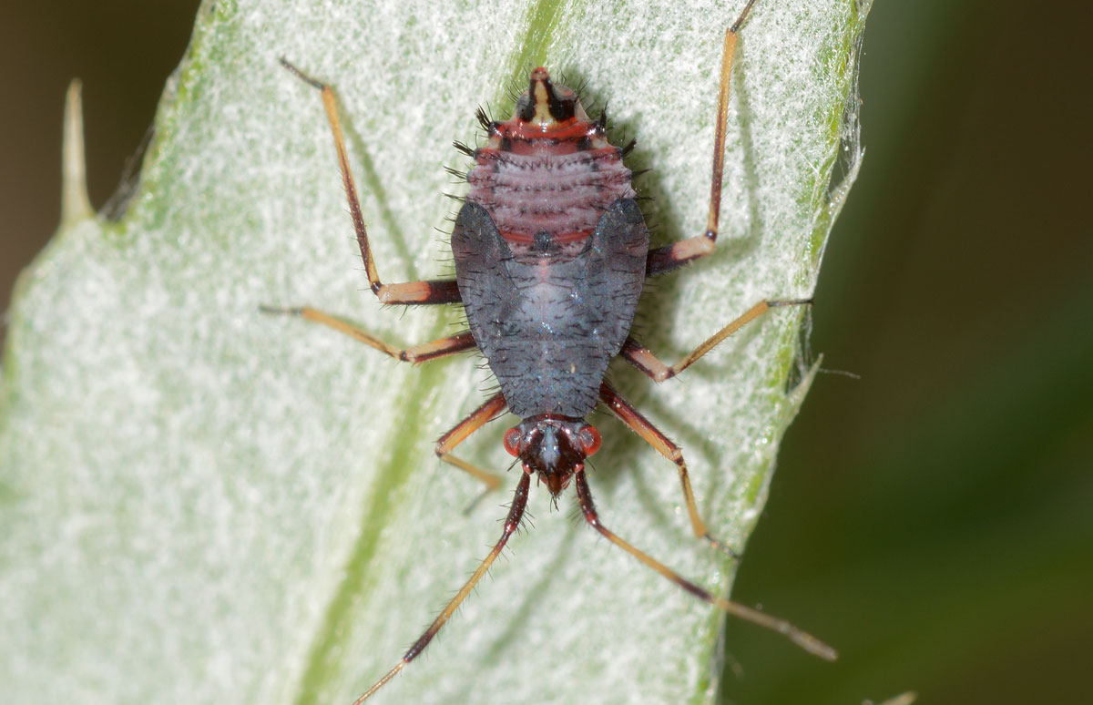 Miridae: Deraeocoris cf. ruber