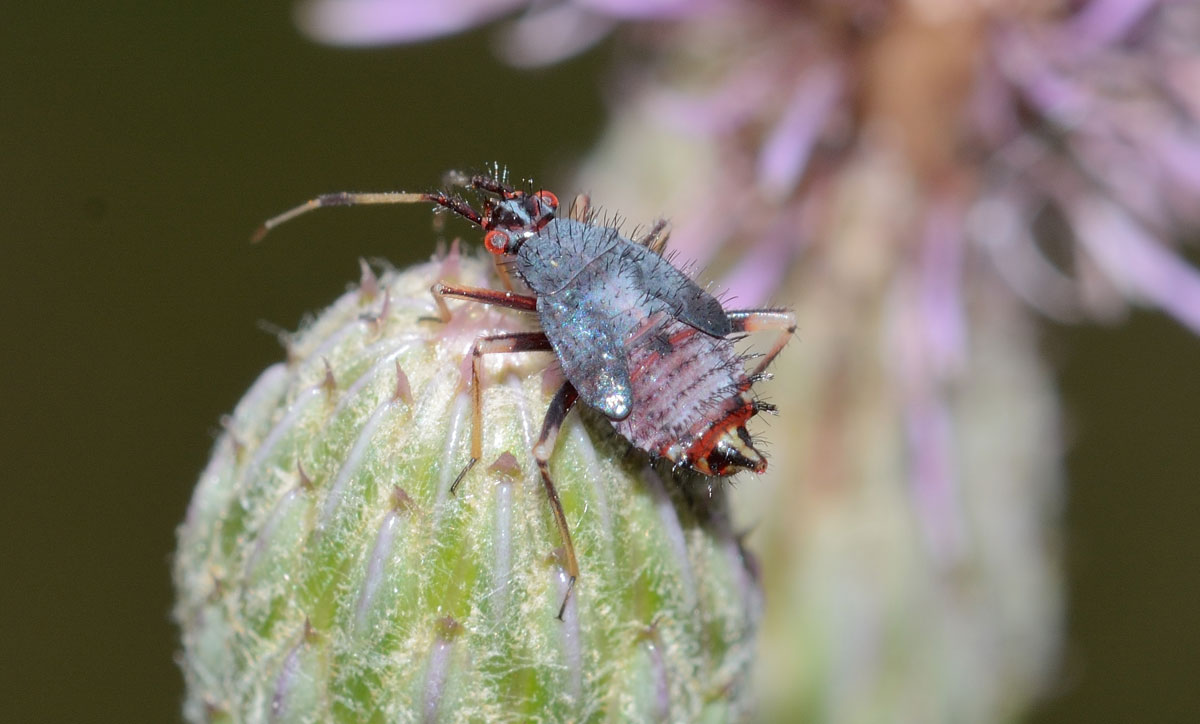 Miridae: Deraeocoris cf. ruber