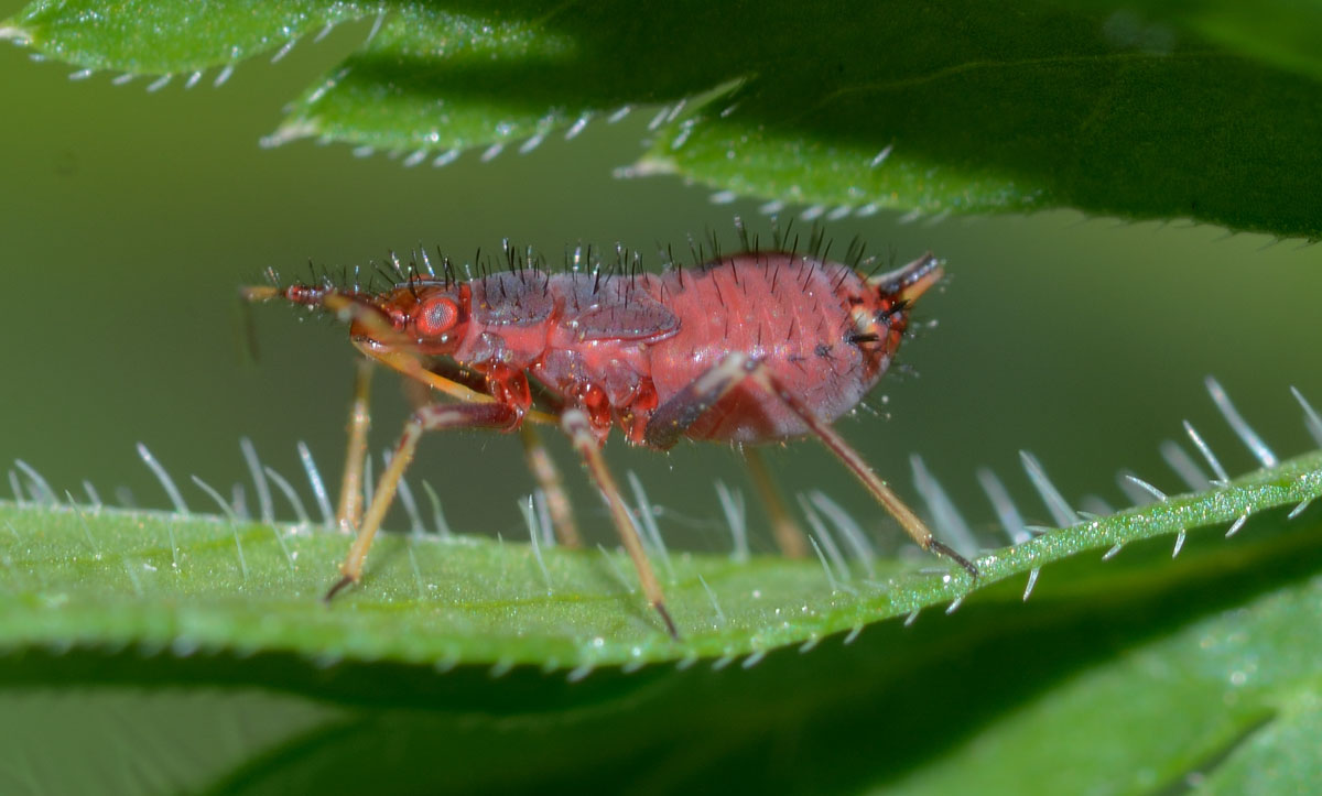 Miridae: Deraeocoris cf. ruber