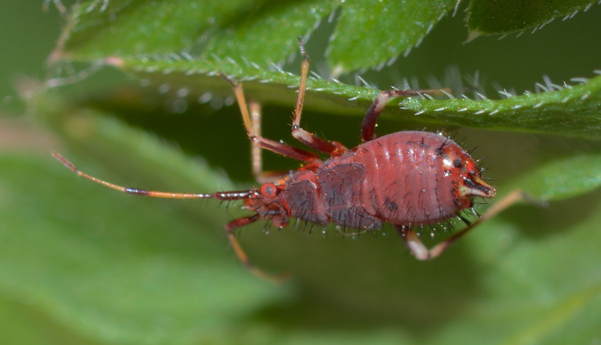 Miridae: Deraeocoris cf. ruber
