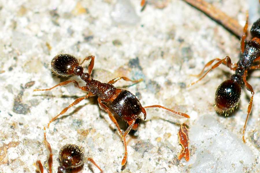 Grande ammucchiata: Tetramorium sp.
