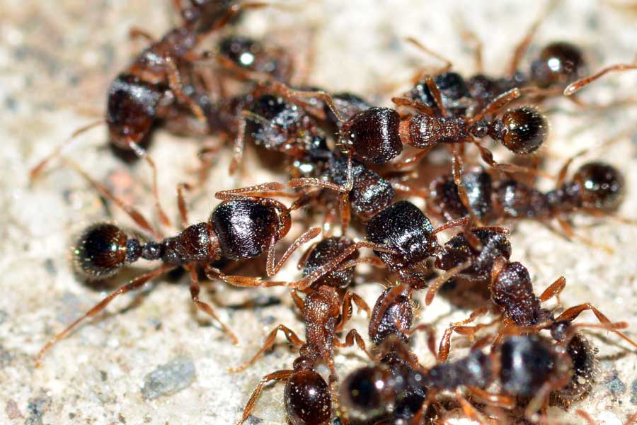 Grande ammucchiata: Tetramorium sp.