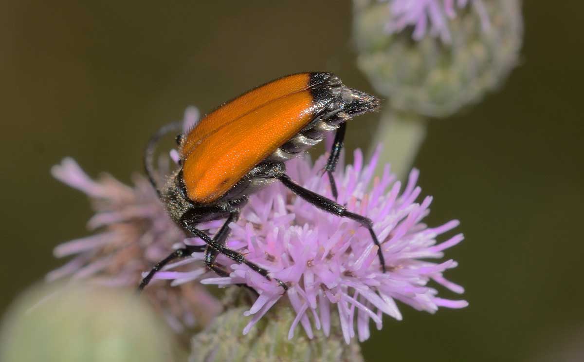 Da identificare - Paracorymbia fulva (Cerambycidae)