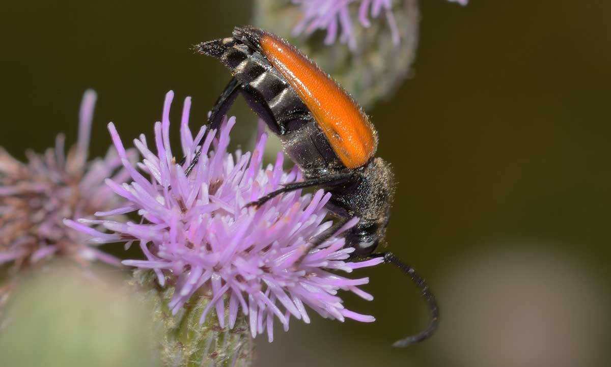 Da identificare - Paracorymbia fulva (Cerambycidae)