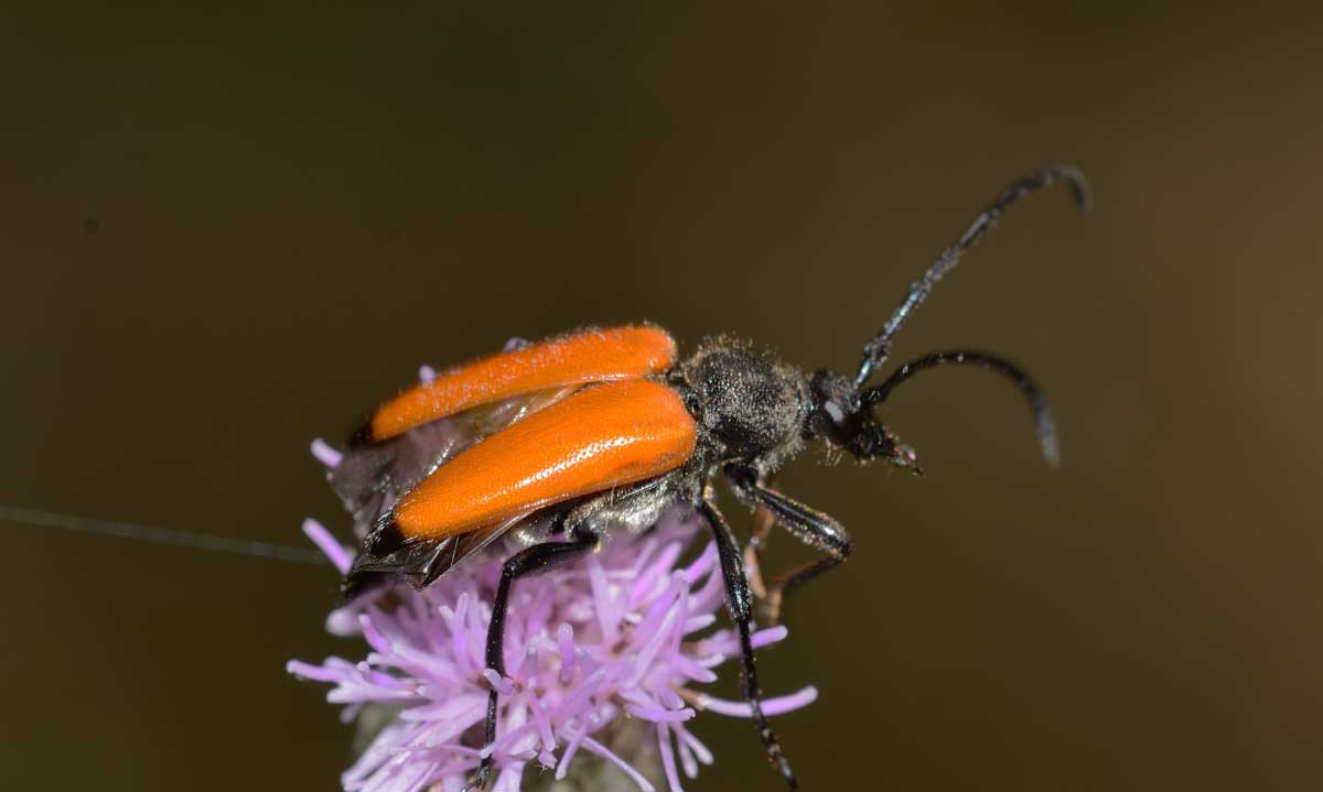 Da identificare - Paracorymbia fulva (Cerambycidae)