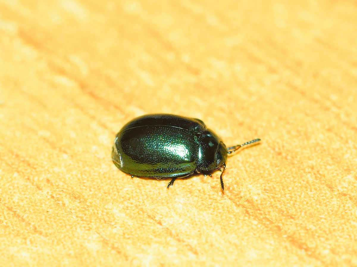 Linaeidea aenea, Chrysomelidae