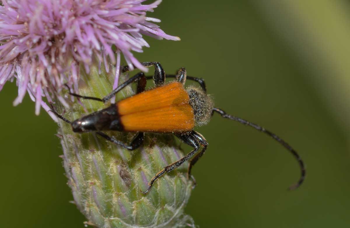 Da identificare - Paracorymbia fulva (Cerambycidae)