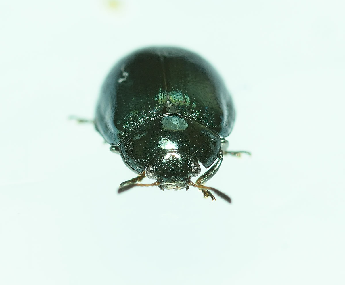 Linaeidea aenea, Chrysomelidae
