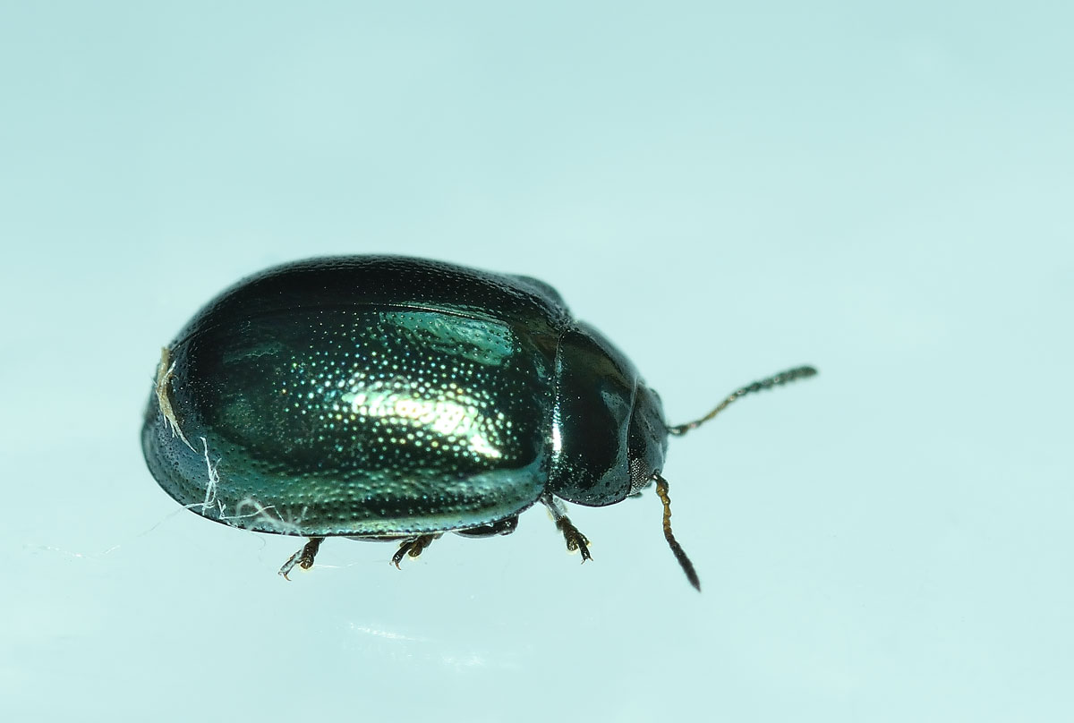 Linaeidea aenea, Chrysomelidae