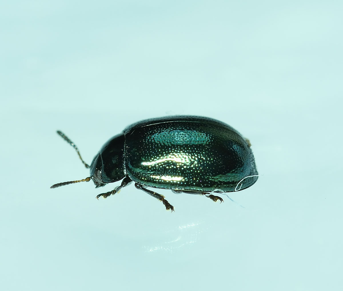 Linaeidea aenea, Chrysomelidae