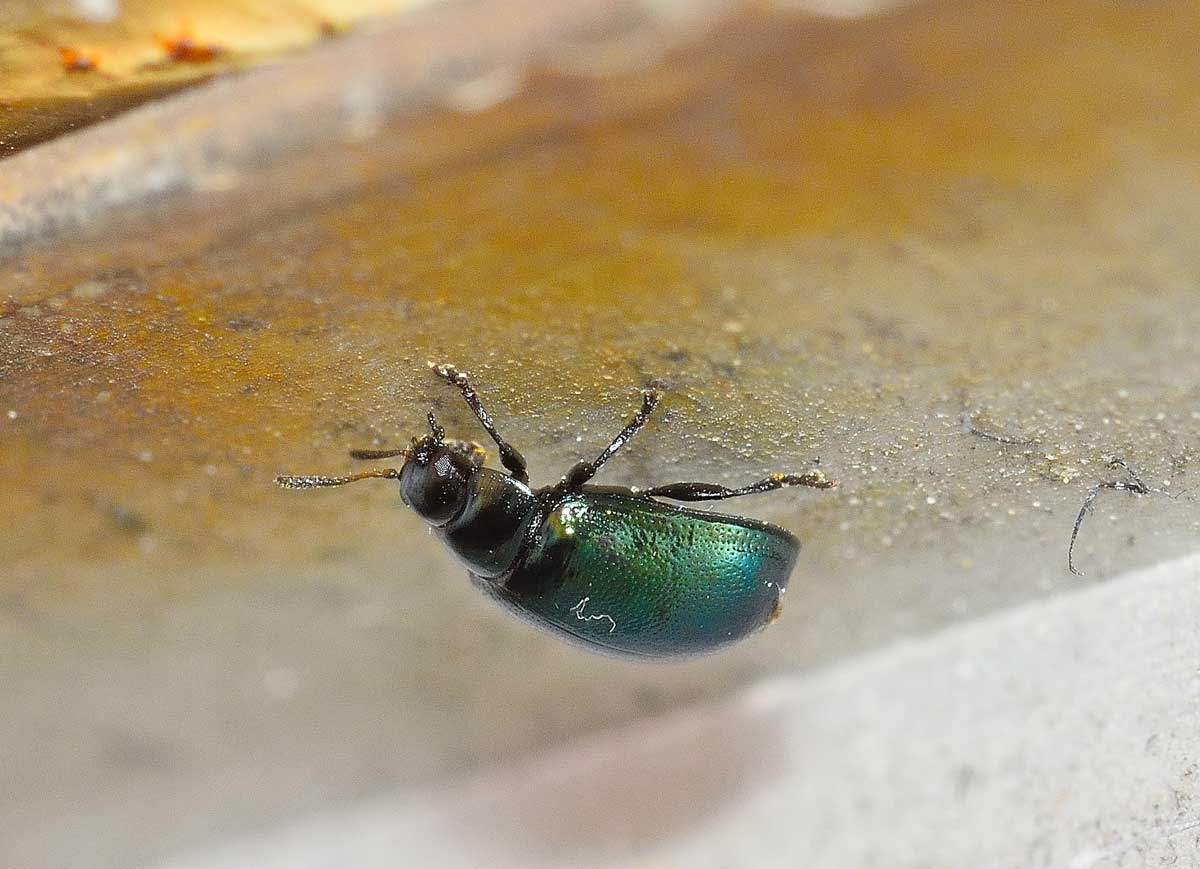Linaeidea aenea, Chrysomelidae