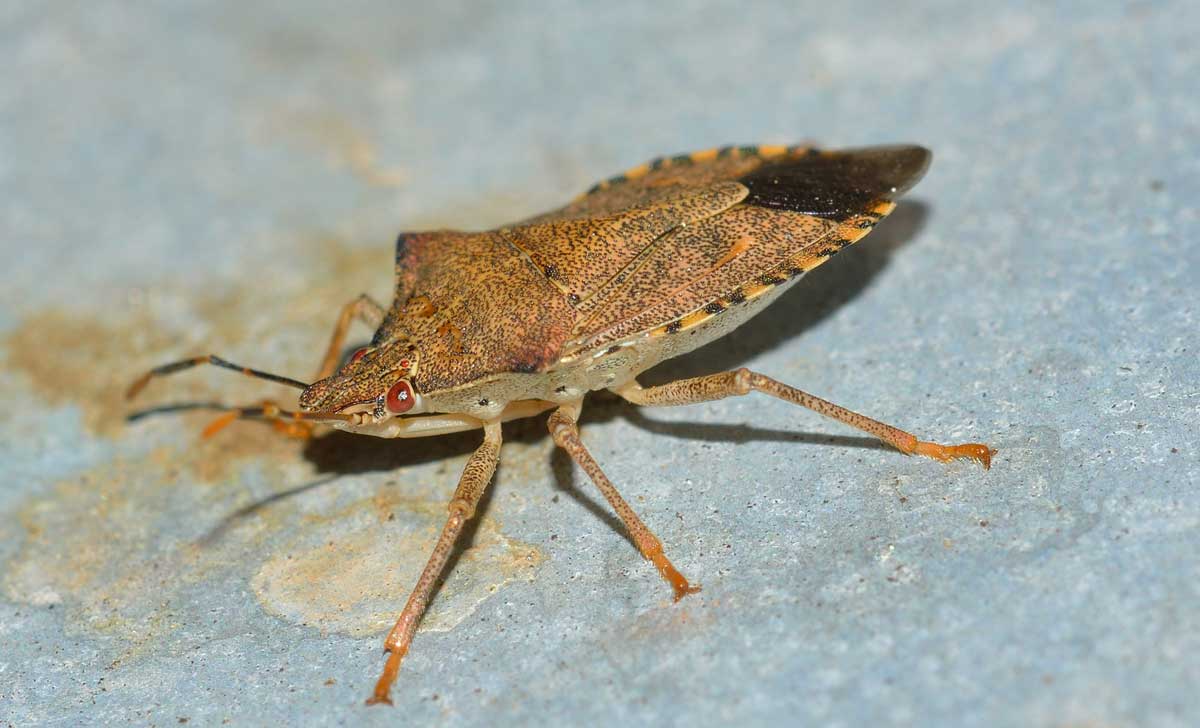 Pentatomidae: Arma custos del Piemonte (NO)