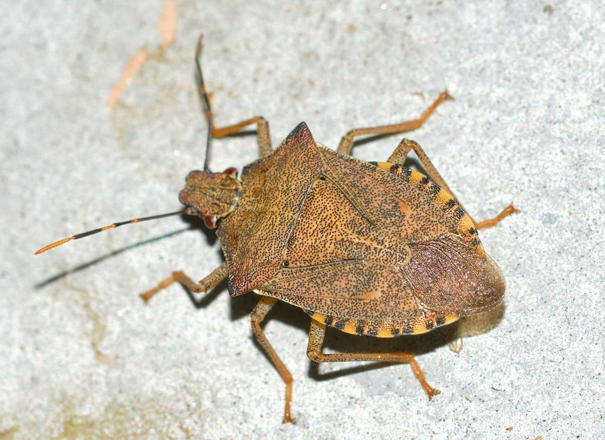 Pentatomidae: Arma custos del Piemonte (NO)