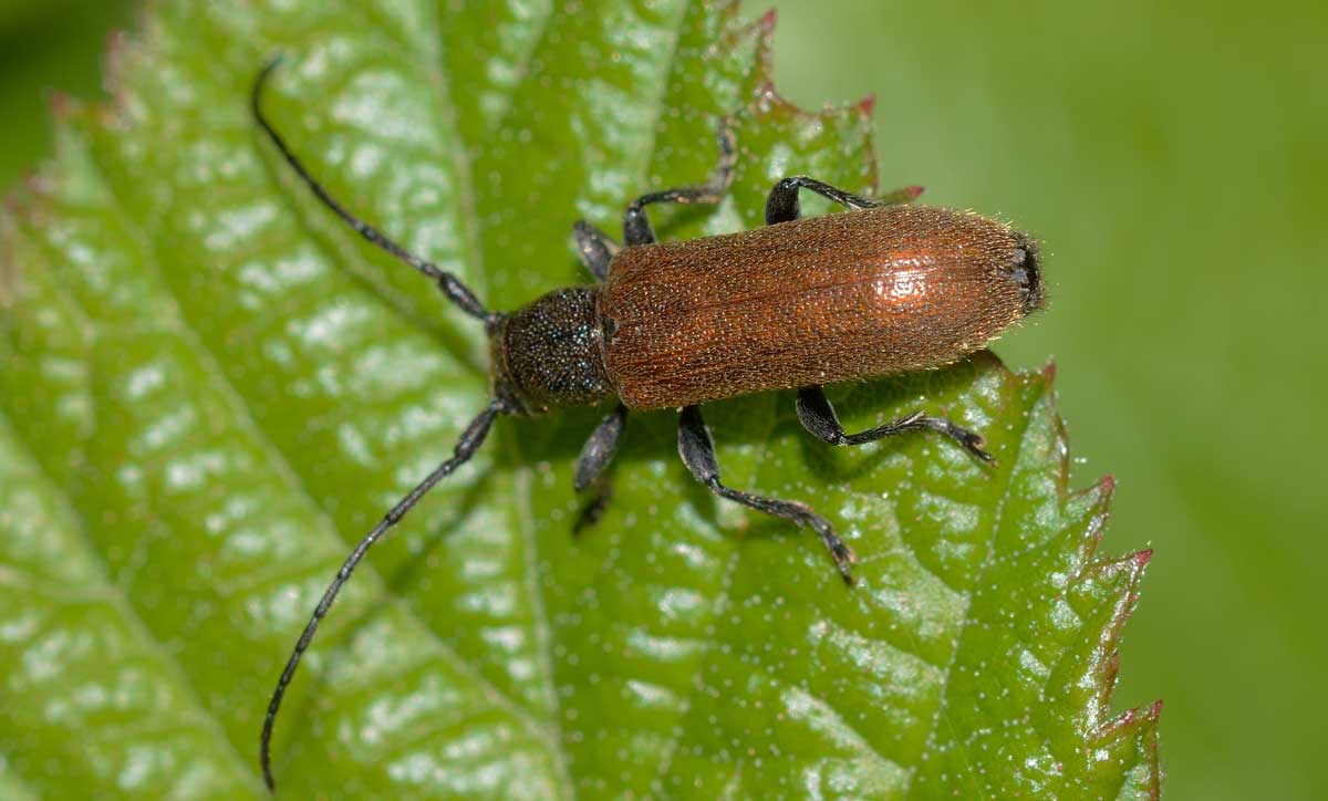 Cerambycidae: Anaesthetis testacea