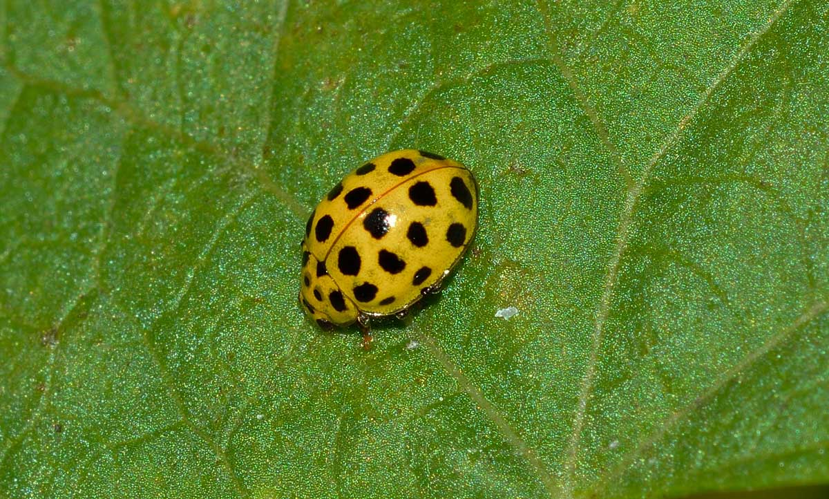 Psyllobora vigintiduopunctata - Coccinellidae