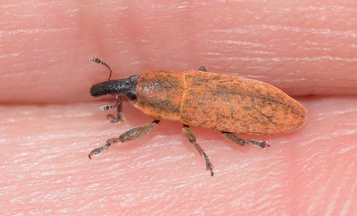 Lixus (Ortholixus) angustus (cf.), Curculionidae