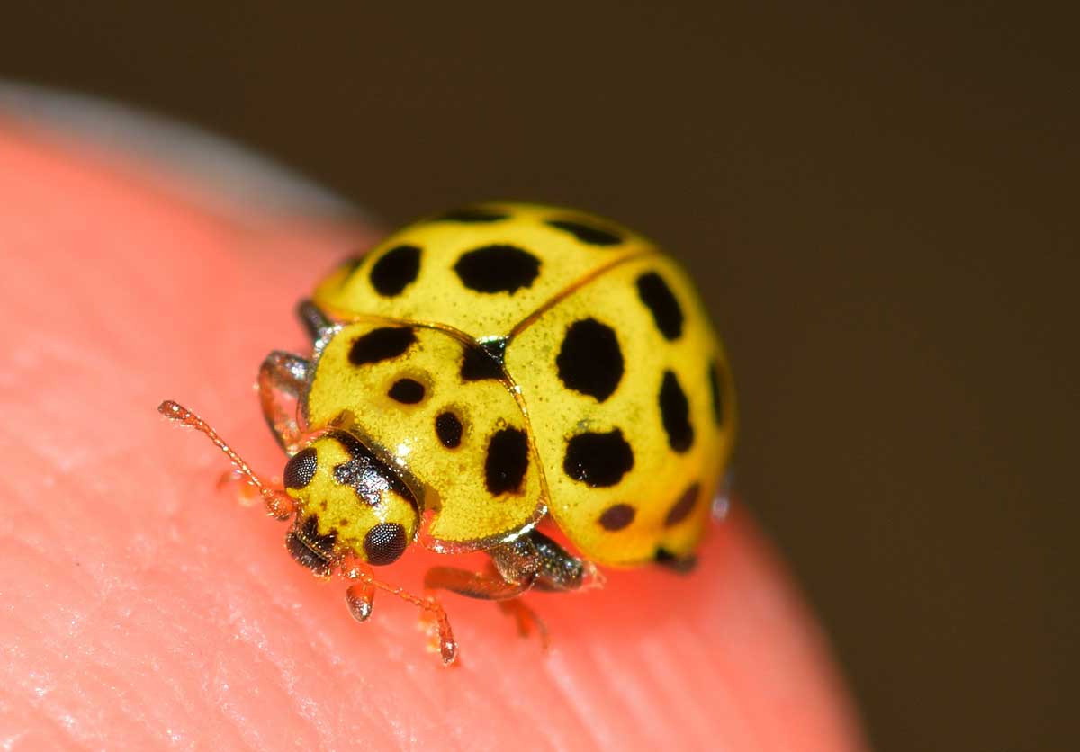 Psyllobora vigintiduopunctata - Coccinellidae