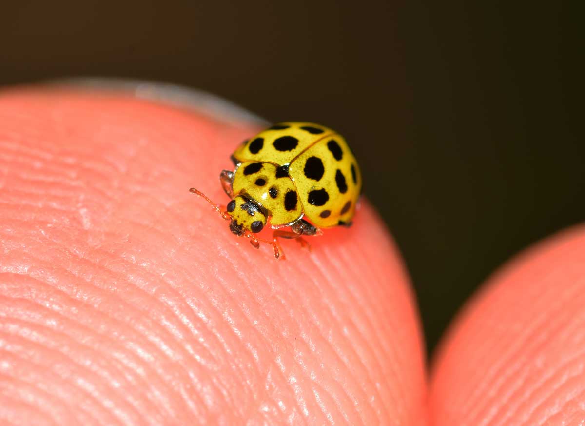 Psyllobora vigintiduopunctata - Coccinellidae