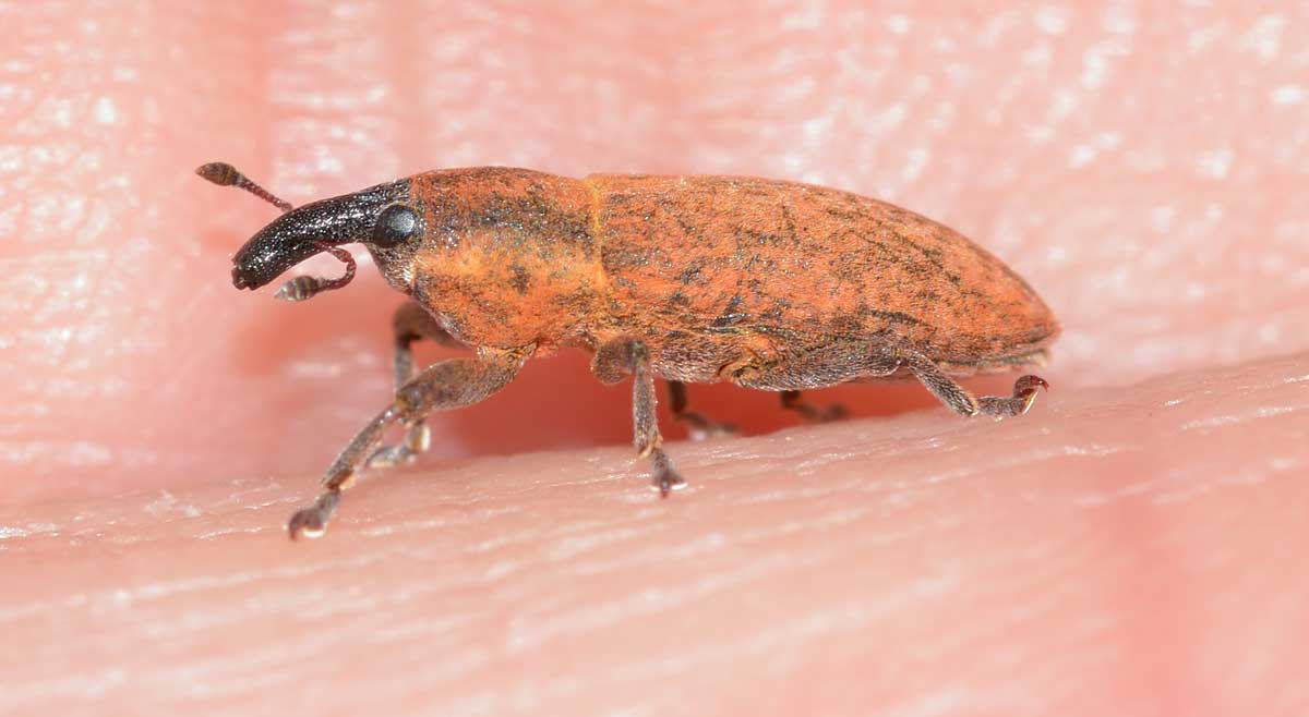 Lixus (Ortholixus) angustus (cf.), Curculionidae