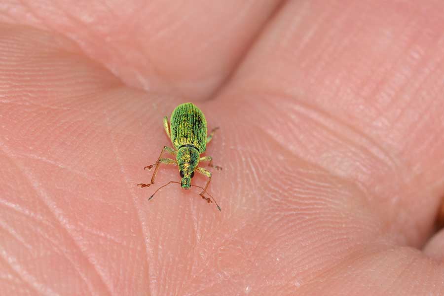 Da identificare - Polydrusus formosus