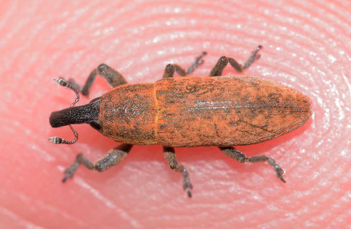 Lixus (Ortholixus) angustus (cf.), Curculionidae