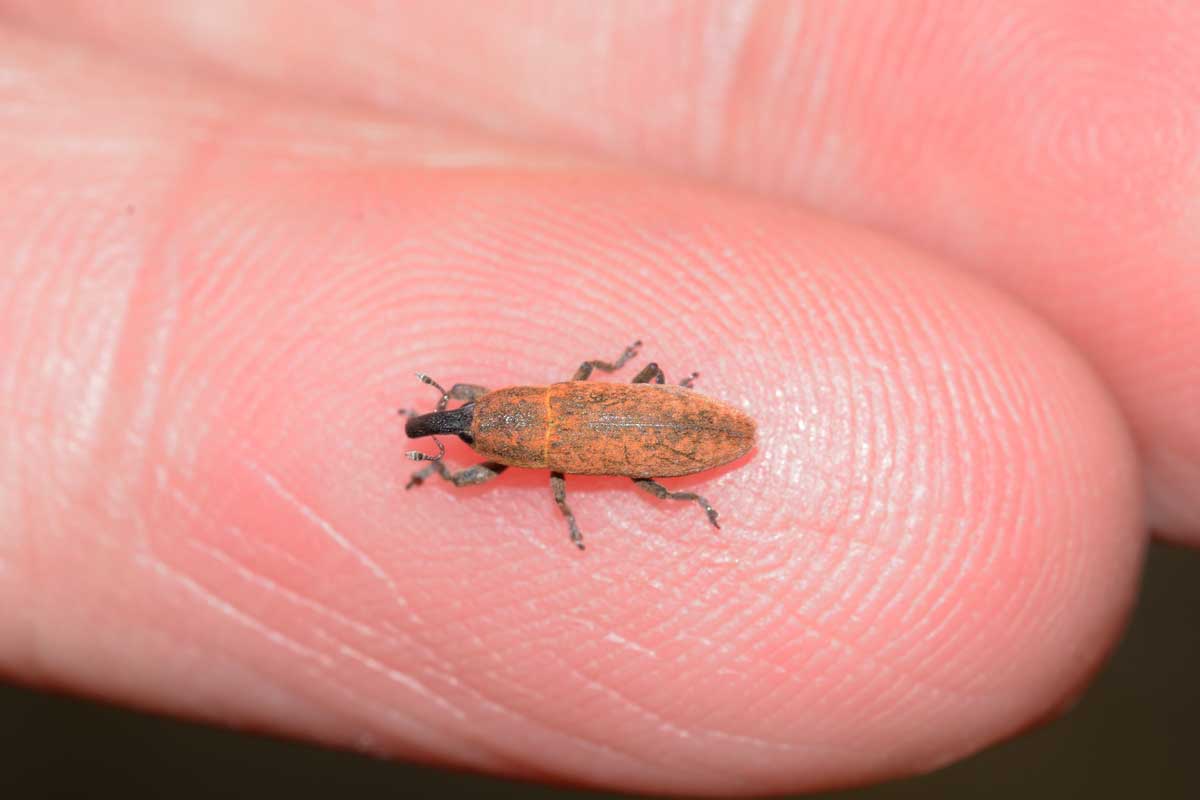 Lixus (Ortholixus) angustus (cf.), Curculionidae