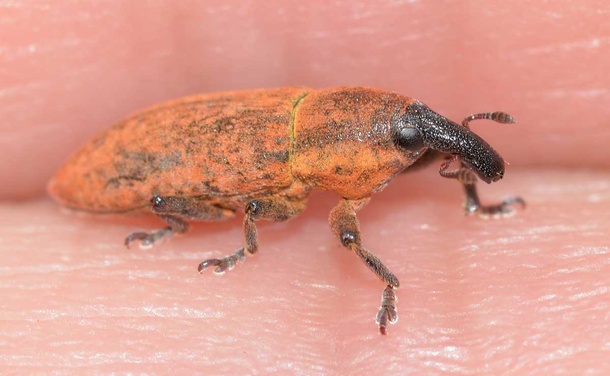 Lixus (Ortholixus) angustus (cf.), Curculionidae