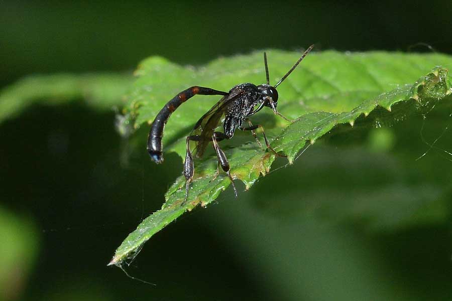 Amegilla sp.