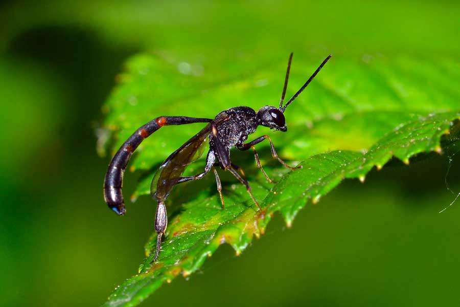 Amegilla sp.