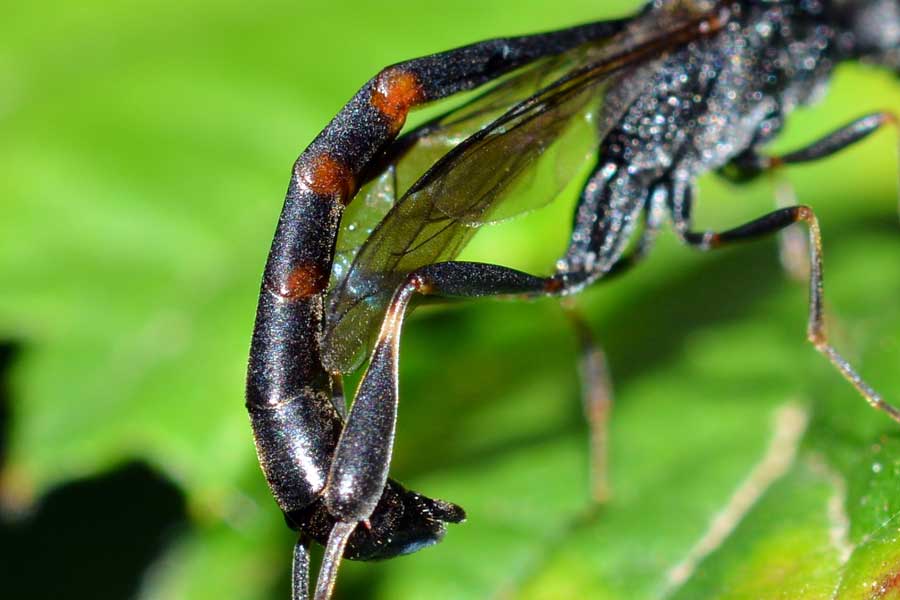 Amegilla sp.