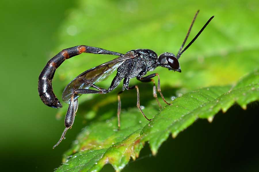 Amegilla sp.