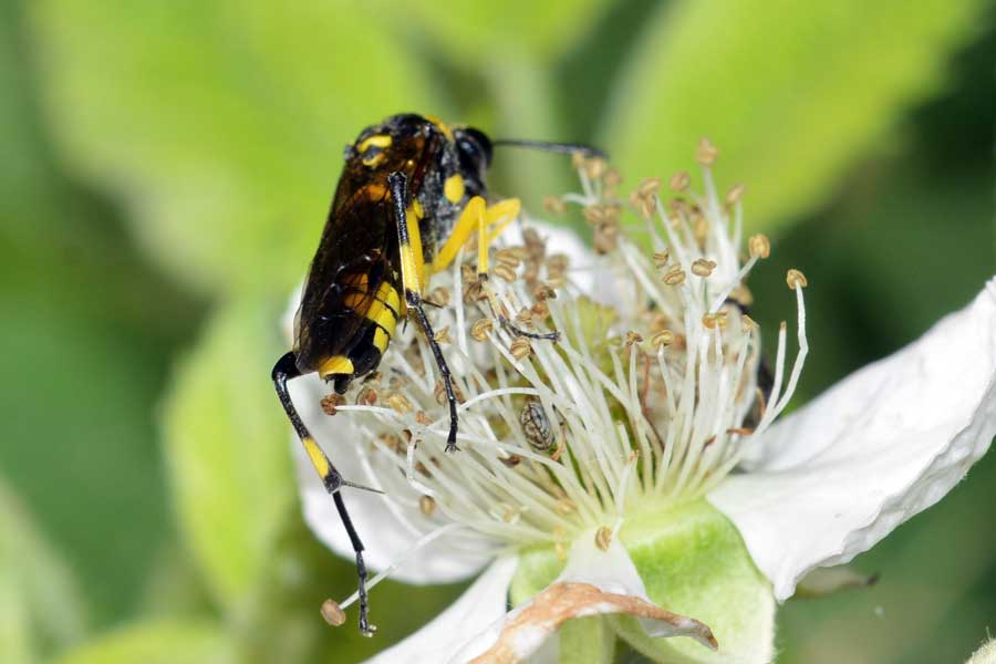 Macrophya montana