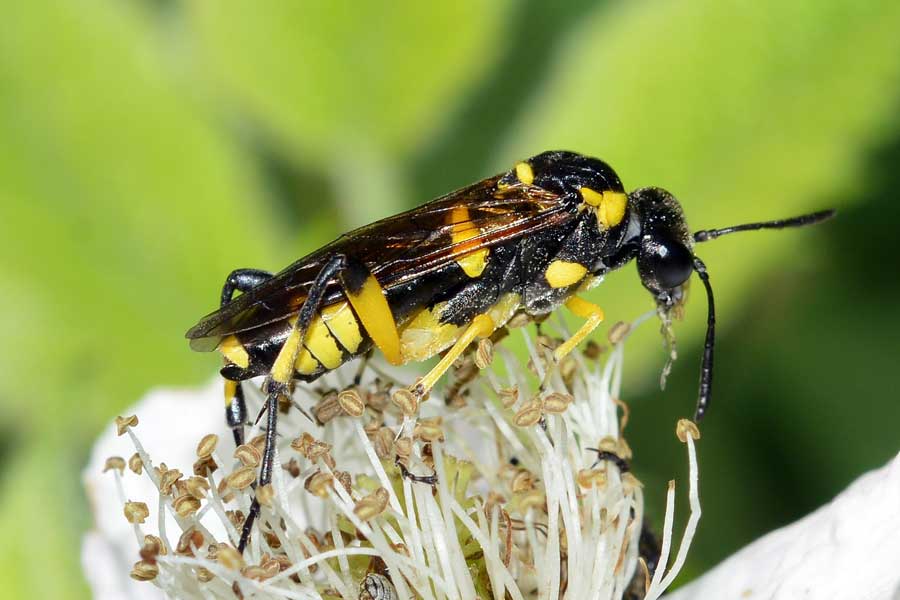 Macrophya montana