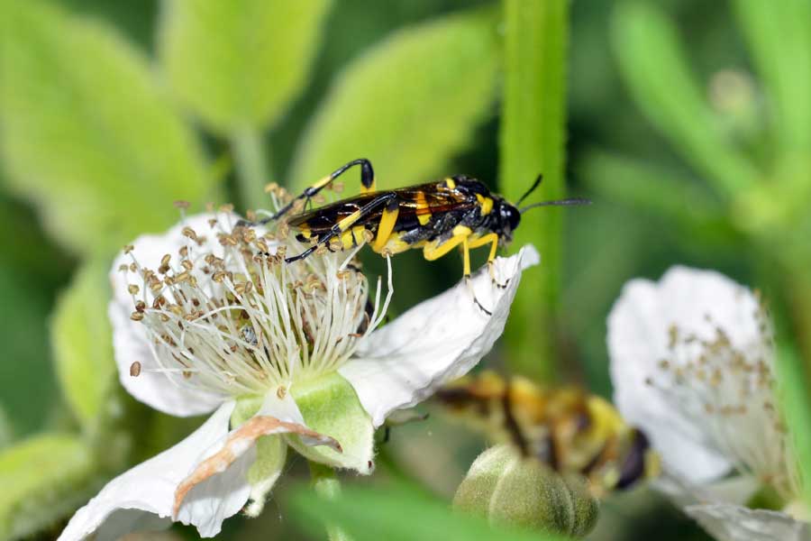Macrophya montana