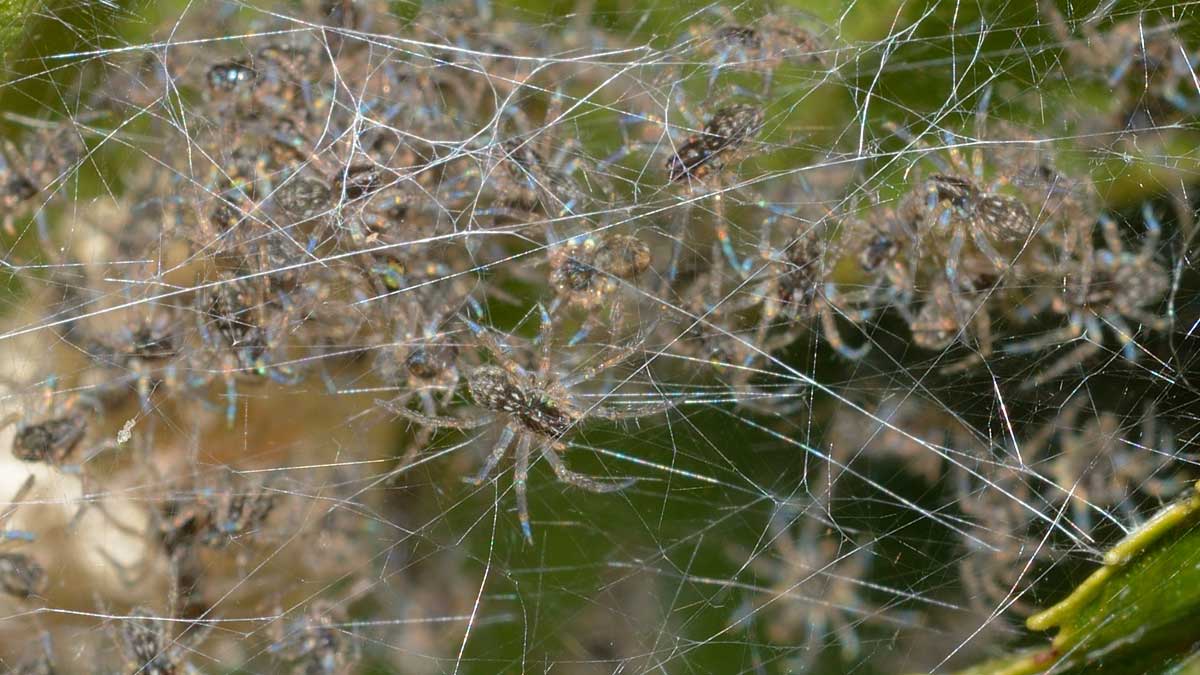 Pisaura sp. - Novara (NO)