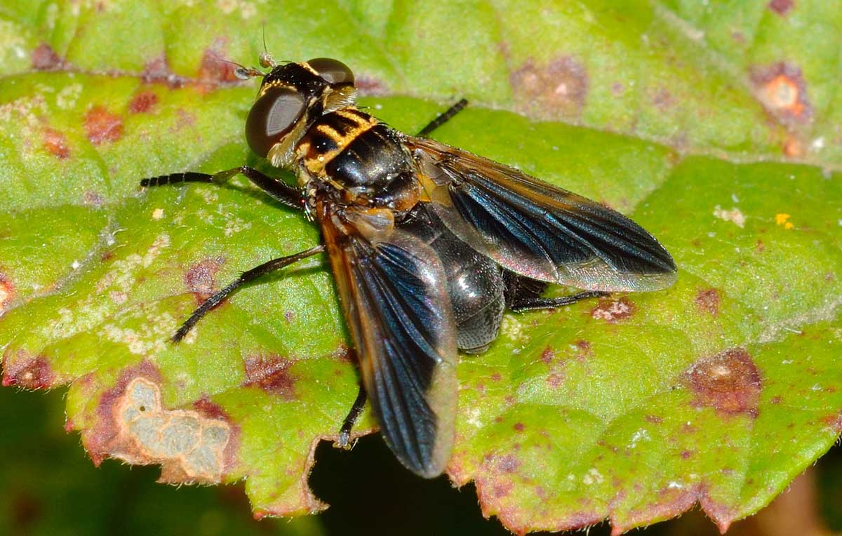 Trichopoda pennipes (Tachinidae)