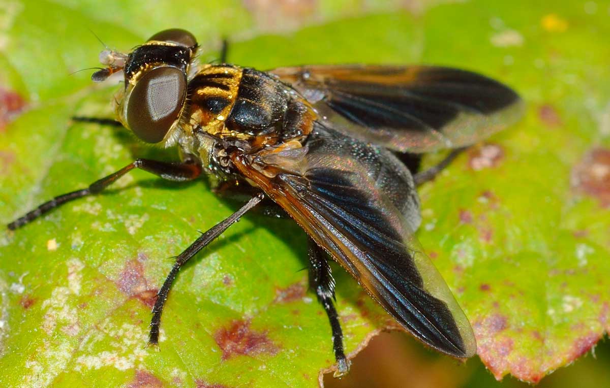 Trichopoda pennipes (Tachinidae)