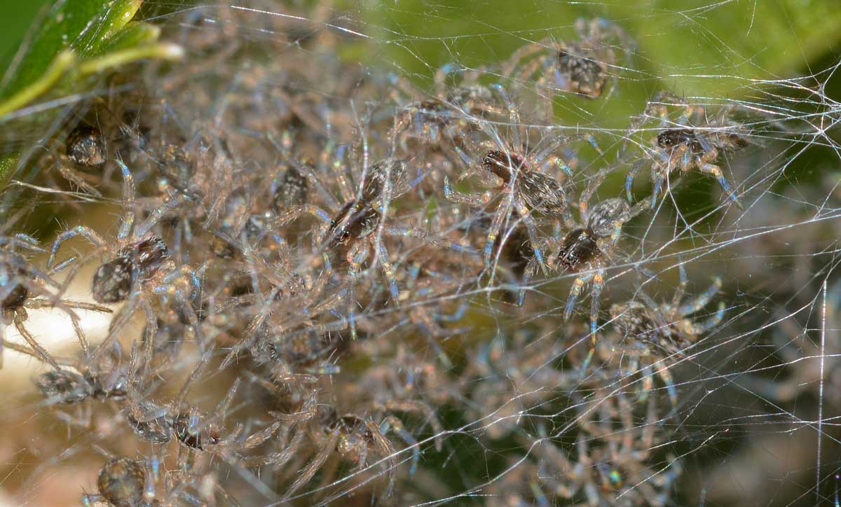 Pisaura sp. - Novara (NO)