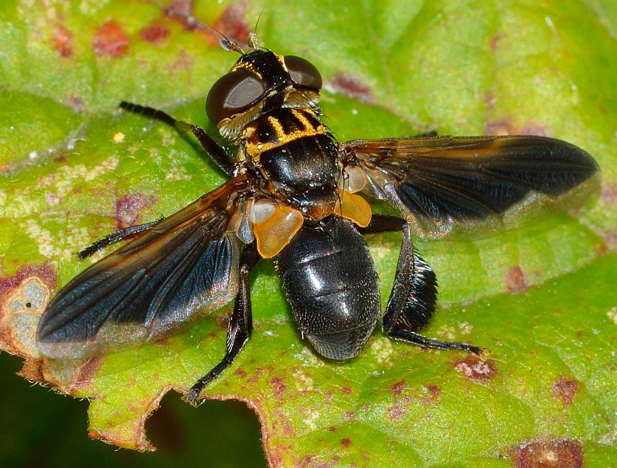 Trichopoda pennipes (Tachinidae)