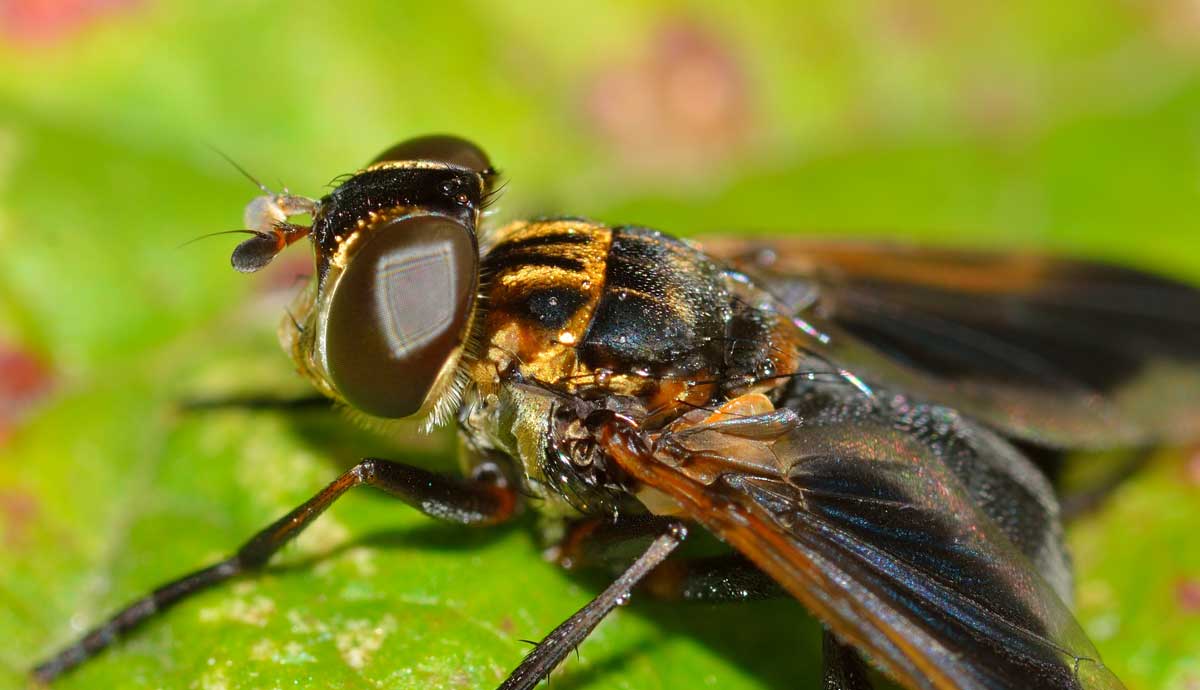 Trichopoda pennipes (Tachinidae)