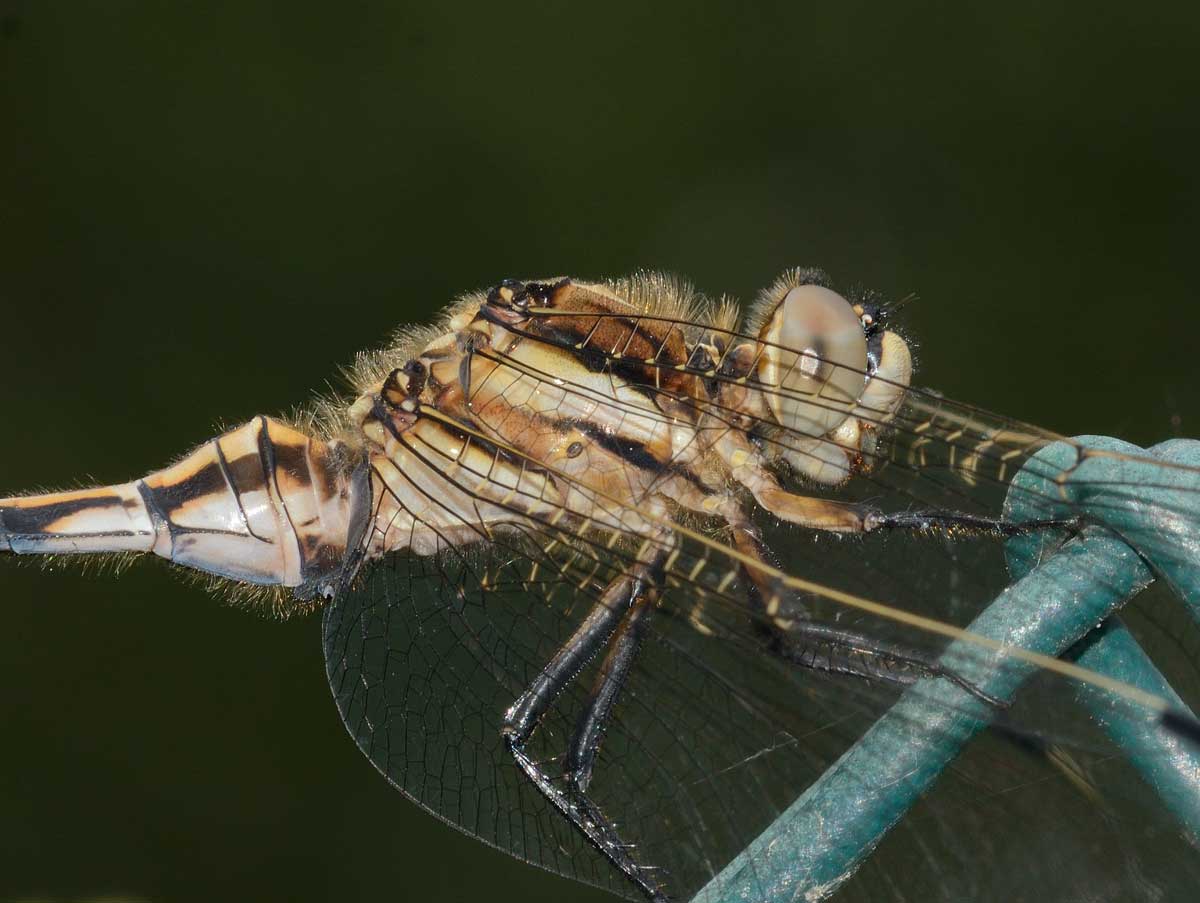 Orthetrum albistylum - maschio immaturo