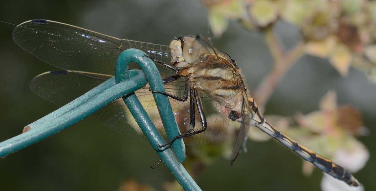 Orthetrum albistylum - maschio immaturo