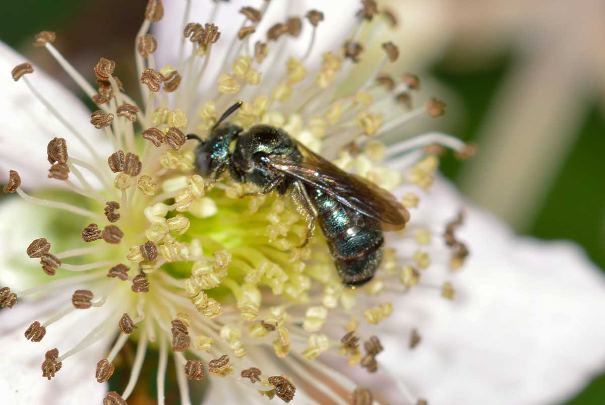 Ceratina sp. (Apidae)