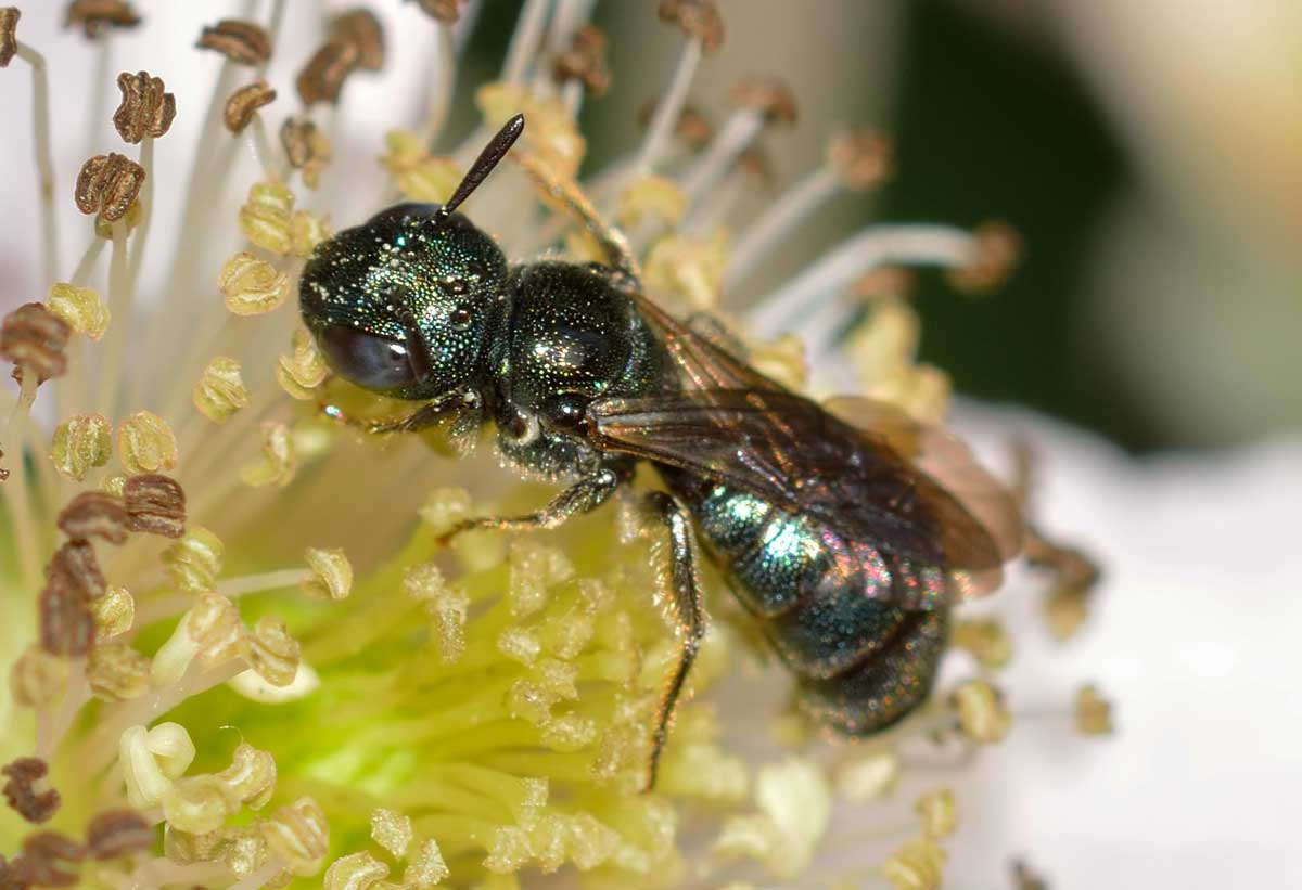 Ceratina sp. (Apidae)
