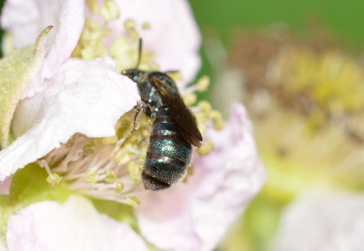 Ceratina sp. (Apidae)